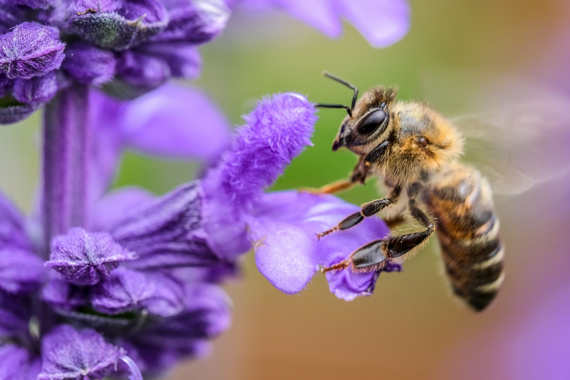 Abeja
