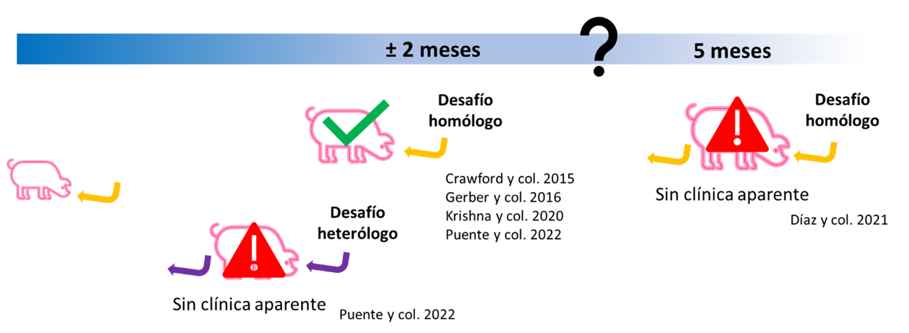 Duracin de la inmunidad frente a los coronavirus entricos.